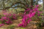 Magnolia Plantation & Gardens