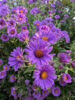 Wellfield Botanic Gardens